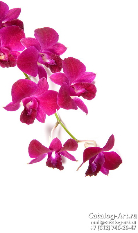 Pink orchids 42